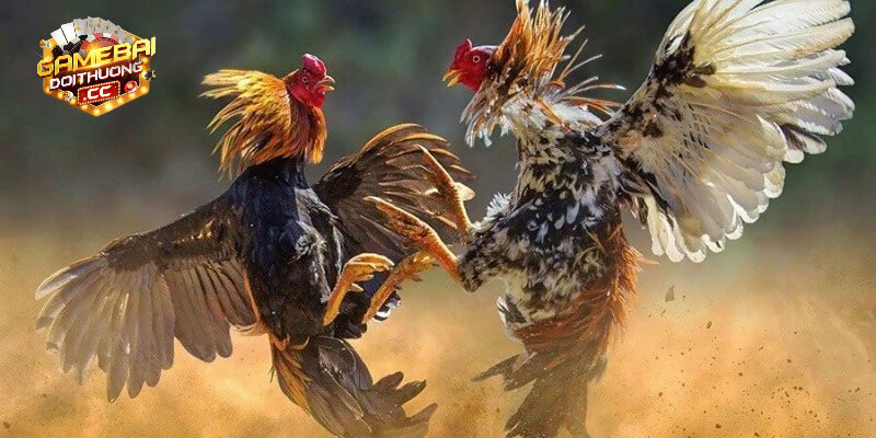 Lưu ý khi tham gia cá cược đá gà Indo 