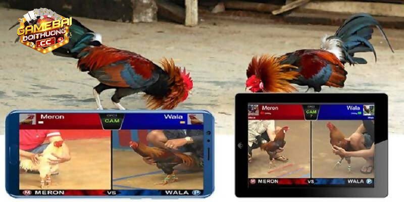 Các ưu điểm khi đăng ký tạo tài khoản đá gà