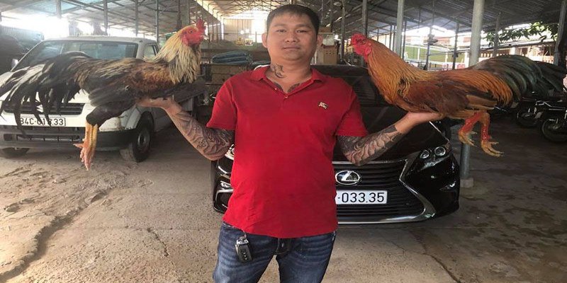 Tên tuổi lẫy lừng của trại gà Mít Trà Cú